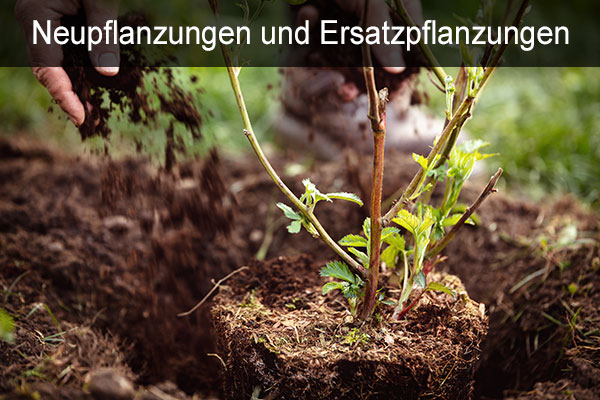 Neupflanzungen, Ersatzpflanzungen, Planketal, Berlin, Potsdam, Brandenburg,